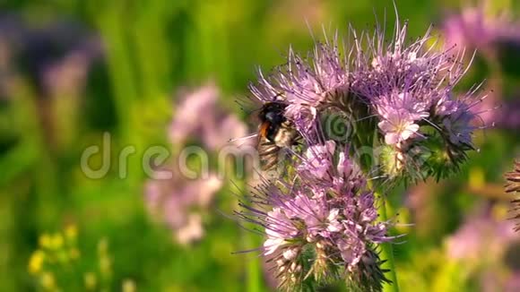 紫色花朵上的蜜蜂动物视频的预览图