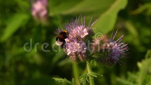 紫色花朵上的蜜蜂动物视频的预览图