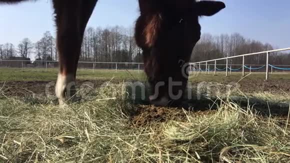 马在猫步上马在吃干草视频的预览图
