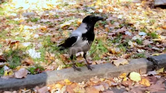 公园里的大鸟近距离觅食视频的预览图