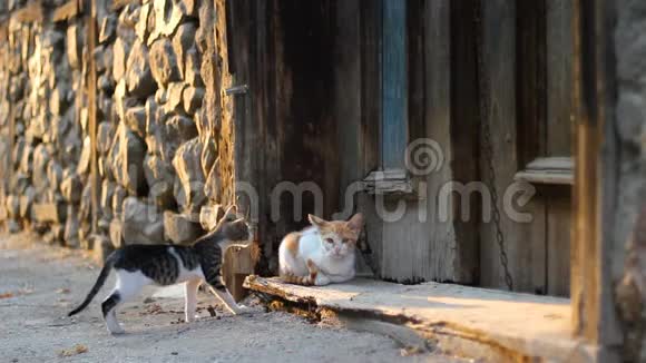 流浪猫在老房子门前的街上玩耍视频的预览图