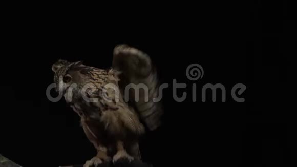 猫头鹰坐在驯兽师的手上拍打翅膀视频的预览图