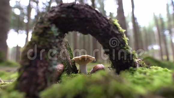 用木弧框框的森林中的蘑菇视频的预览图