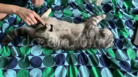 女孩梳理苏格兰折叠猫明亮的绿毯视频的预览图