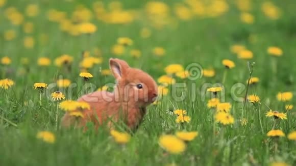 红兔坐蒲公英花间视频的预览图