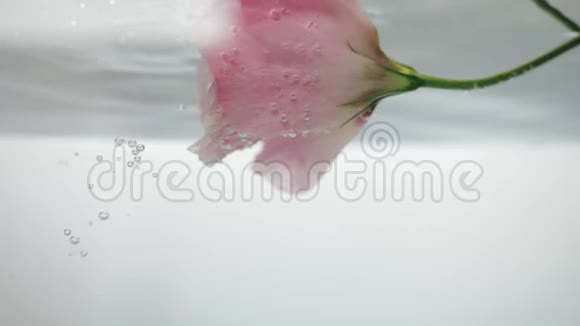 奇妙的新鲜柔软的粉红色玫瑰漂浮和反射在凉爽的水晶清澈的水和气泡上升近距离观看视频的预览图