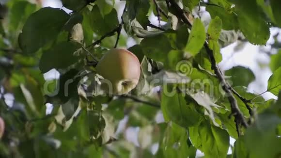 孤独的苹果挂在苹果树的树枝上视频的预览图