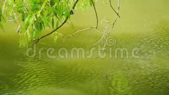 一根树枝在池塘里荡漾的水面上视频的预览图