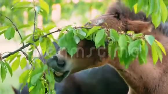白驹子吃树上的叶子和水果视频的预览图