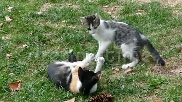 两只小猫在草地上玩耍视频的预览图