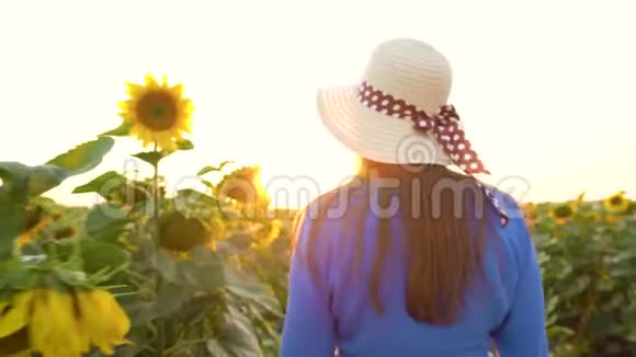 穿着蓝色连衣裙和帽子的女人走在向日葵之间穿过田野后景农业视频的预览图