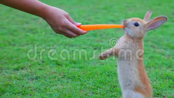 可爱的小兔子站在草地上用手喂胡萝卜视频的预览图