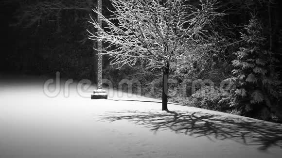 夜晚降雪树上有背光地面上有新雪圣诞场景视频的预览图