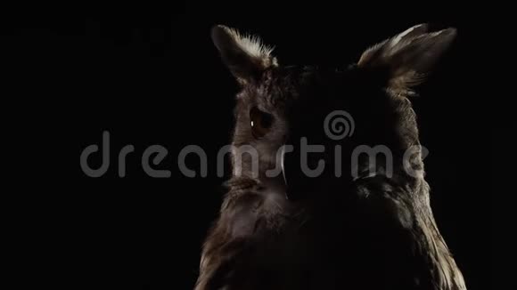 光线很低大猫头鹰坐在黑暗中动着喉咙视频的预览图