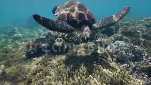 海龟游泳在海底的珊瑚礁中寻找食物视频的预览图