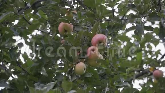 红绿色的苹果挂在苹果树的树枝上随风摇曳视频的预览图