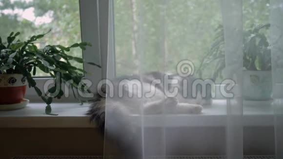 猫睡在窗帘后面的窗台上视频的预览图