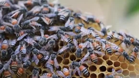 密切观察蜜蜂在蜂蜜细胞中的作用视频的预览图