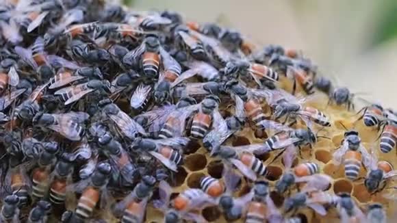 密切观察蜜蜂在蜂蜜细胞中的作用视频的预览图