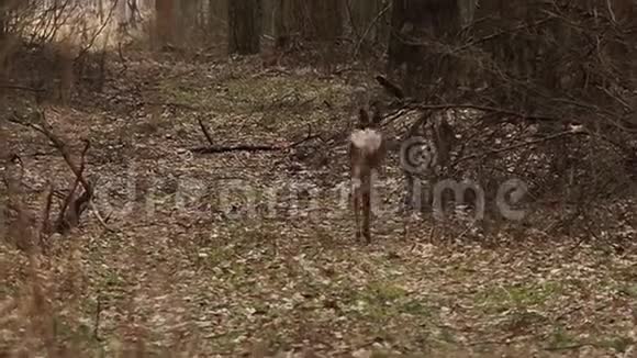 一只鹿在树林里奔跑视频的预览图