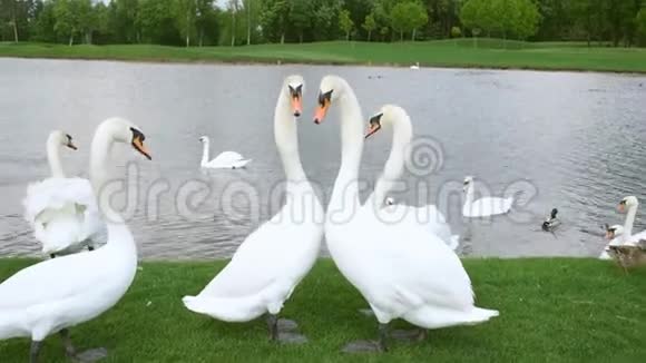 湖边草地上的白色天鹅和鸭子视频的预览图