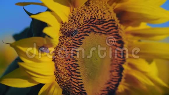 花粉覆盖的蜜蜂从向日葵花中采集花蜜视频的预览图