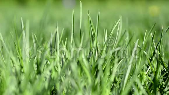 绿色多汁的草在阳光明媚的春天夏天美丽的自然场景与太阳耀斑视频的预览图
