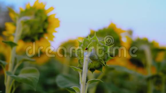 在夕阳西下的日子瓢虫栖息在年轻的葵花叶上视频的预览图