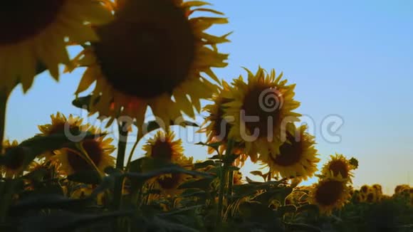 夕阳余晖下田野上的向日葵视频的预览图