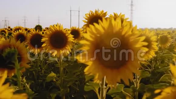 特写出发向日葵花长在田野上飘在风中视频的预览图