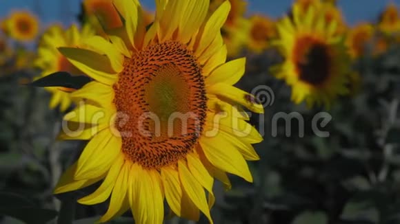 特写镜头一只蜜蜂坐在田野上的一朵向日葵上采集花蜜然后飞走视频的预览图