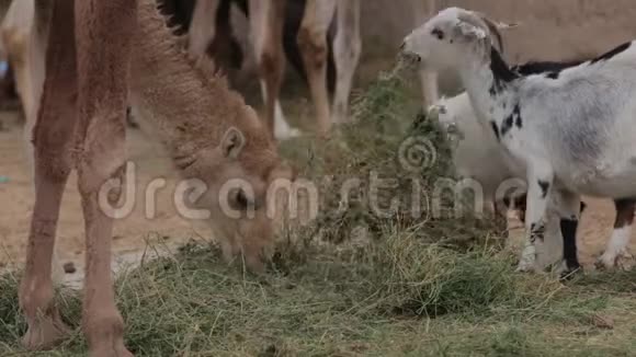 骆驼农场视频的预览图
