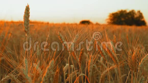 小麦小穗近距离在朝阳下随风摇曳视频的预览图