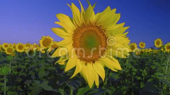 特写镜头一只蜜蜂坐在一朵向日葵的花上它生长在蓝天背景下的田野上视频的预览图