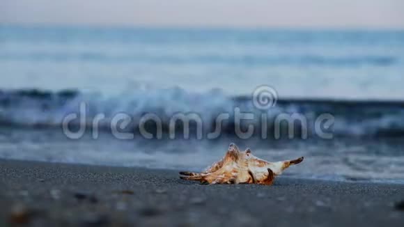 海星躺在海岸潮湿的沙滩上以海浪为背景视频的预览图