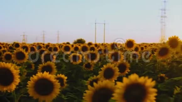在夕阳的照耀下年轻的向日葵的田野视频的预览图