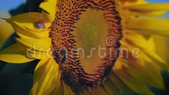 清晨特写蜜蜂授粉向日葵花视频的预览图