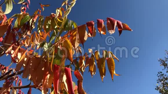 秋天在蓝天背景上的一棵树的明亮叶子秋天的自然视频的预览图