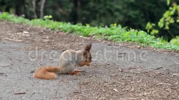 欧亚红松鼠在公园里觅食沥青路特写镜头没有人视频的预览图