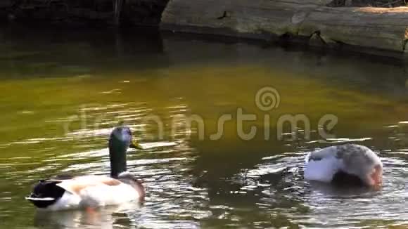 鸭子在绿湖里视频的预览图