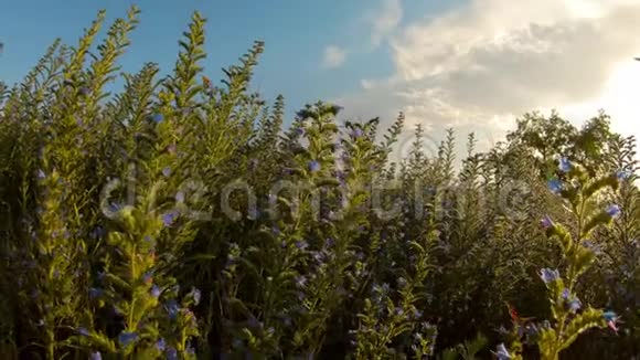 蜜源植物回声野生蓝花昆虫飞来飞去采集蜜源阳光照在相机里视频的预览图