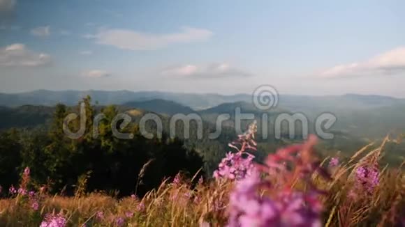 在阳光明媚的夏日美丽的紫花和小麦在山顶上随风摇曳不可思议的山地自然视频的预览图