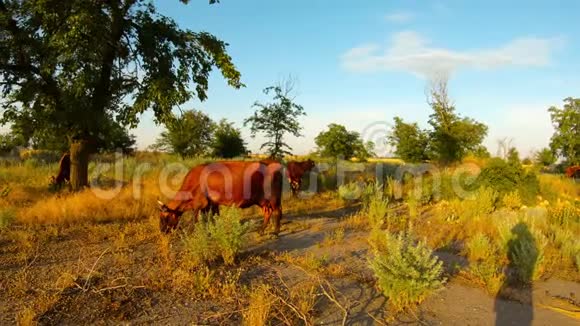 奶牛放牧过度的沥青树草原日落蓝天视频的预览图