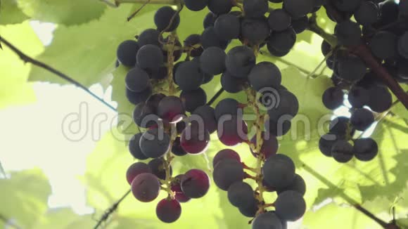 一位园丁在阳光明媚的夏天在葡萄园里摘黑葡萄视频的预览图