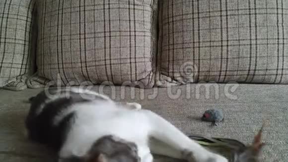 灰条纹的猫和老鼠在沙发上玩耍视频的预览图