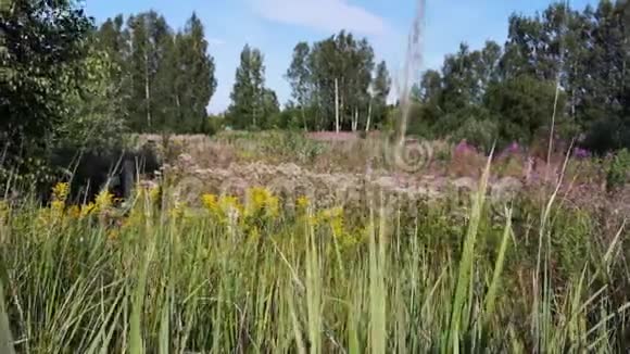 小草在风中摇曳夏天在田野视频的预览图