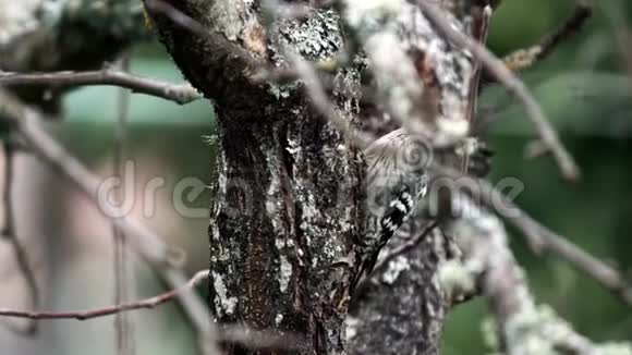 啄木鸟在树干上的近景视频的预览图