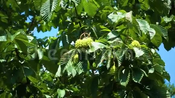 阳光明媚的一天一棵栗子树的树枝在风中摇曳视频的预览图