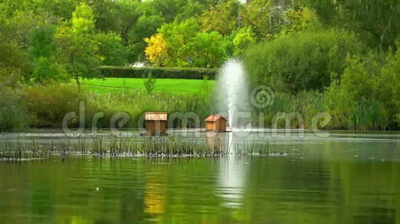 在鸭子旁边的一个小池塘里一个小喷泉的急流跳动着视频的预览图