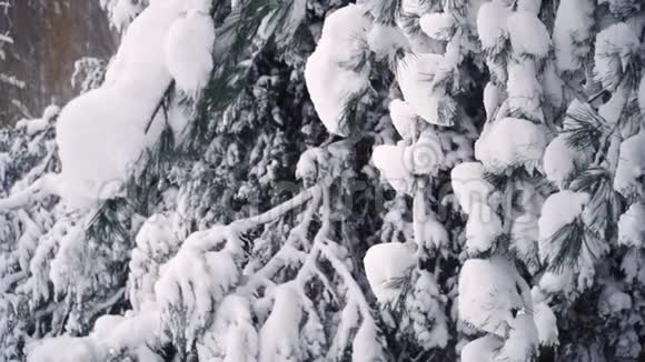 雪瀑布从一个分支视频的预览图